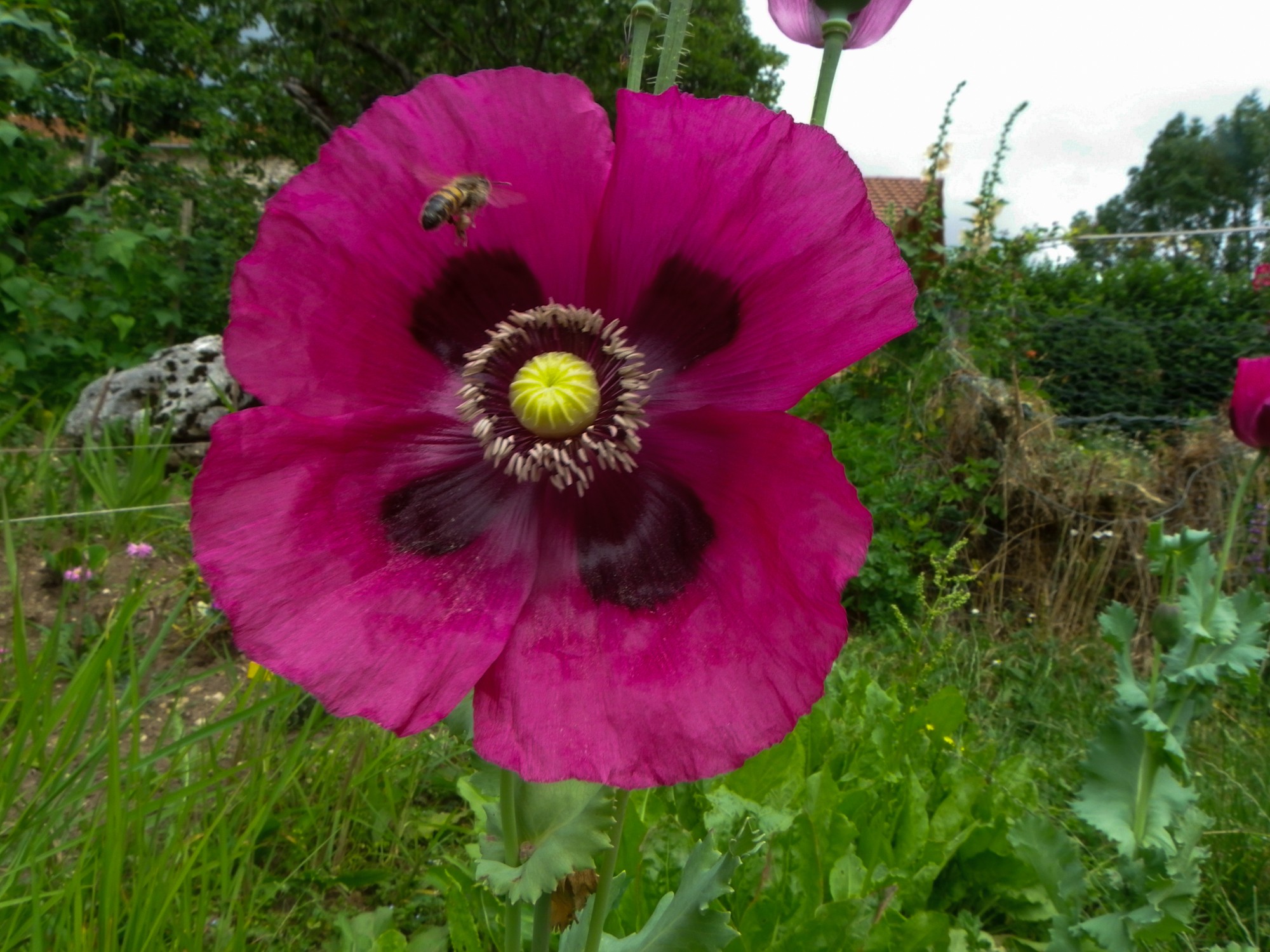 abeille sur rose tremière