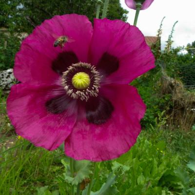 abeille sur rose tremière