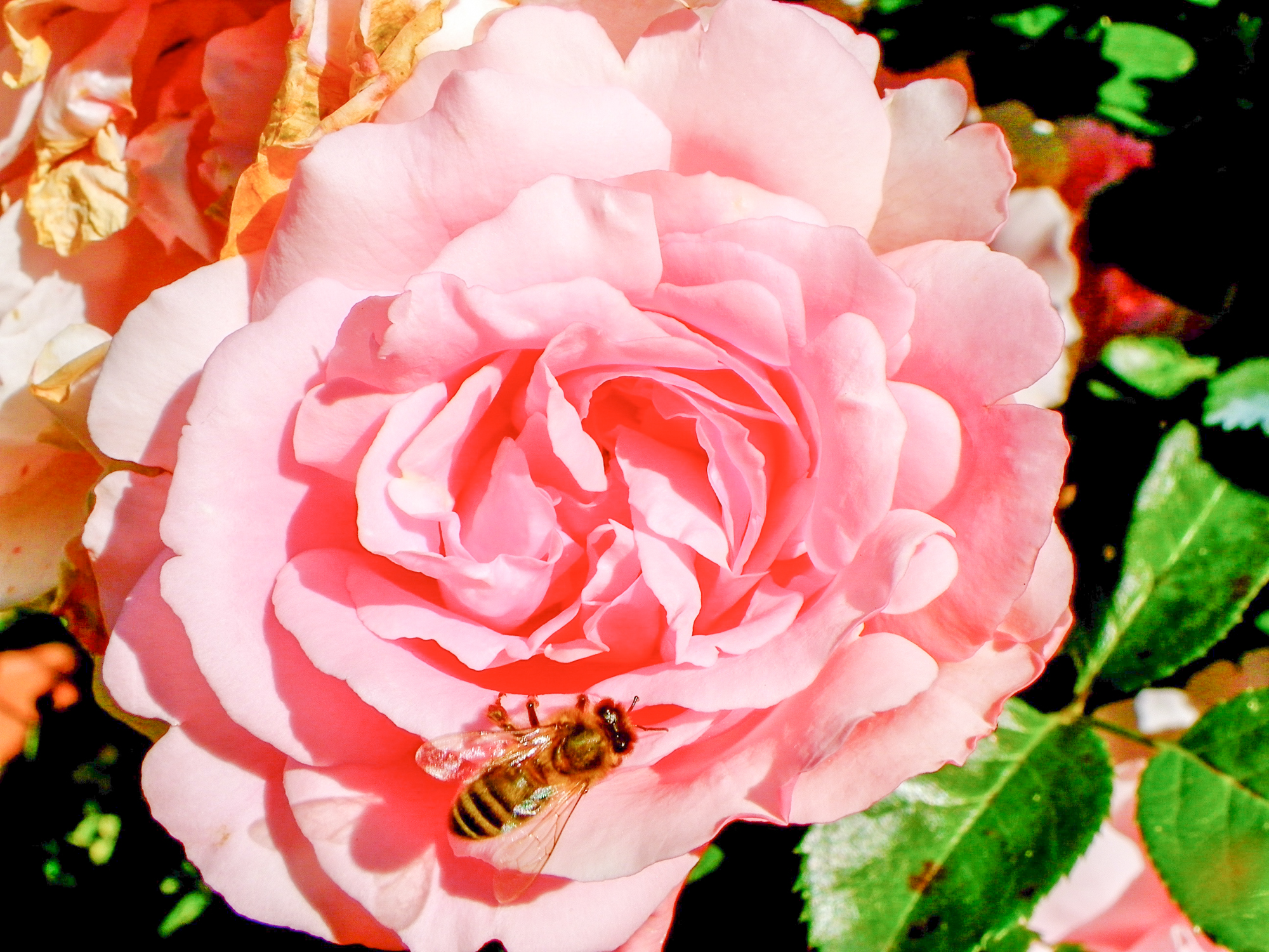 abeille sur rose