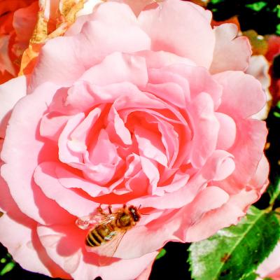 abeille sur rose