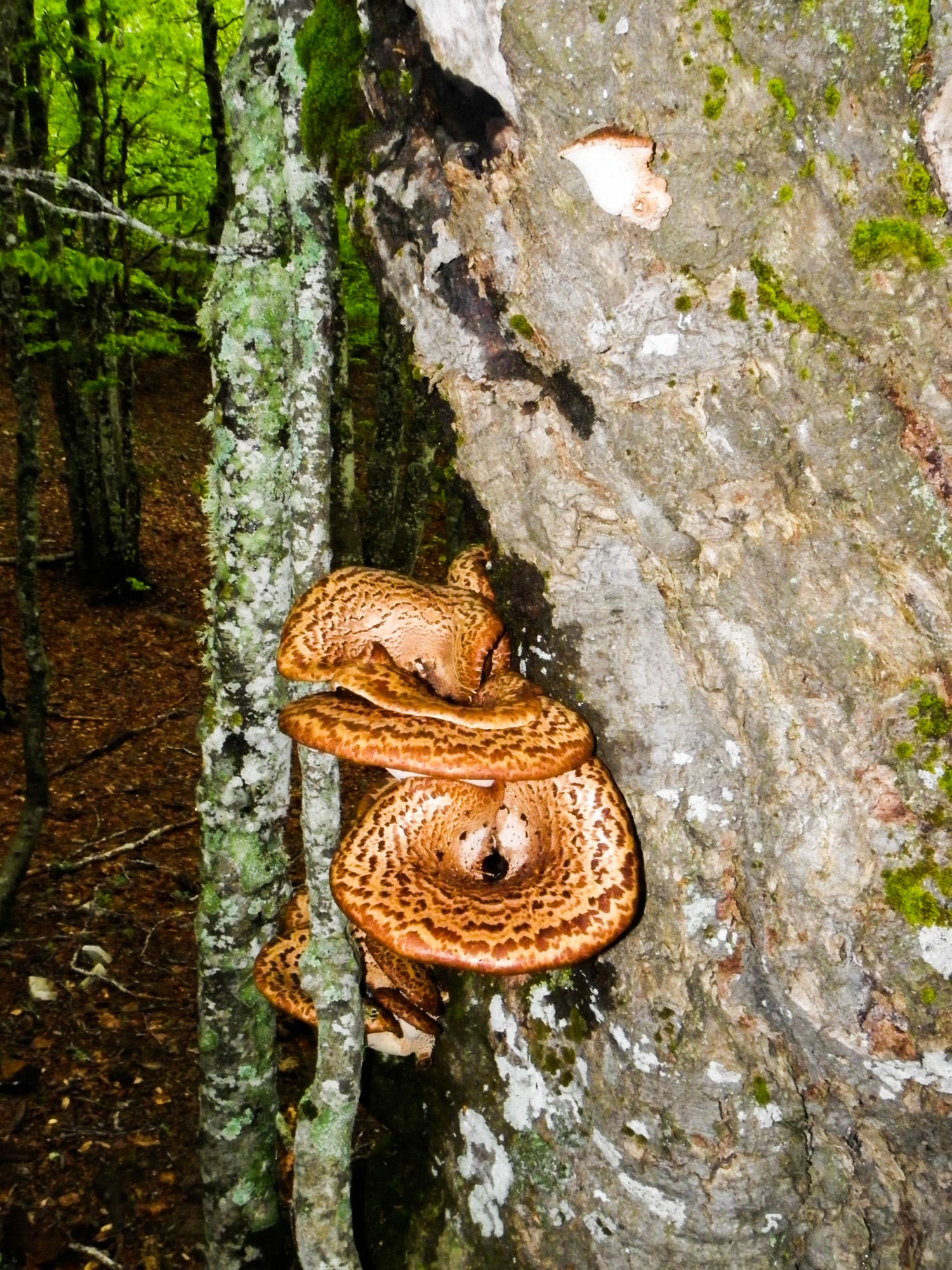 arbre a champignons