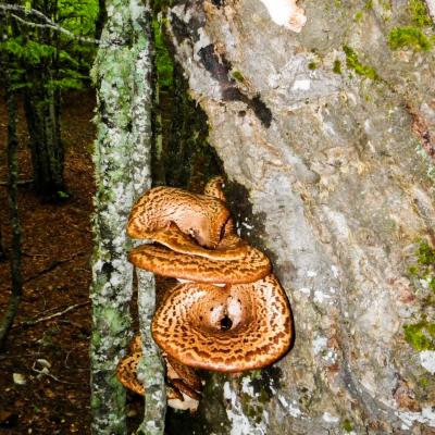 arbre a champignons