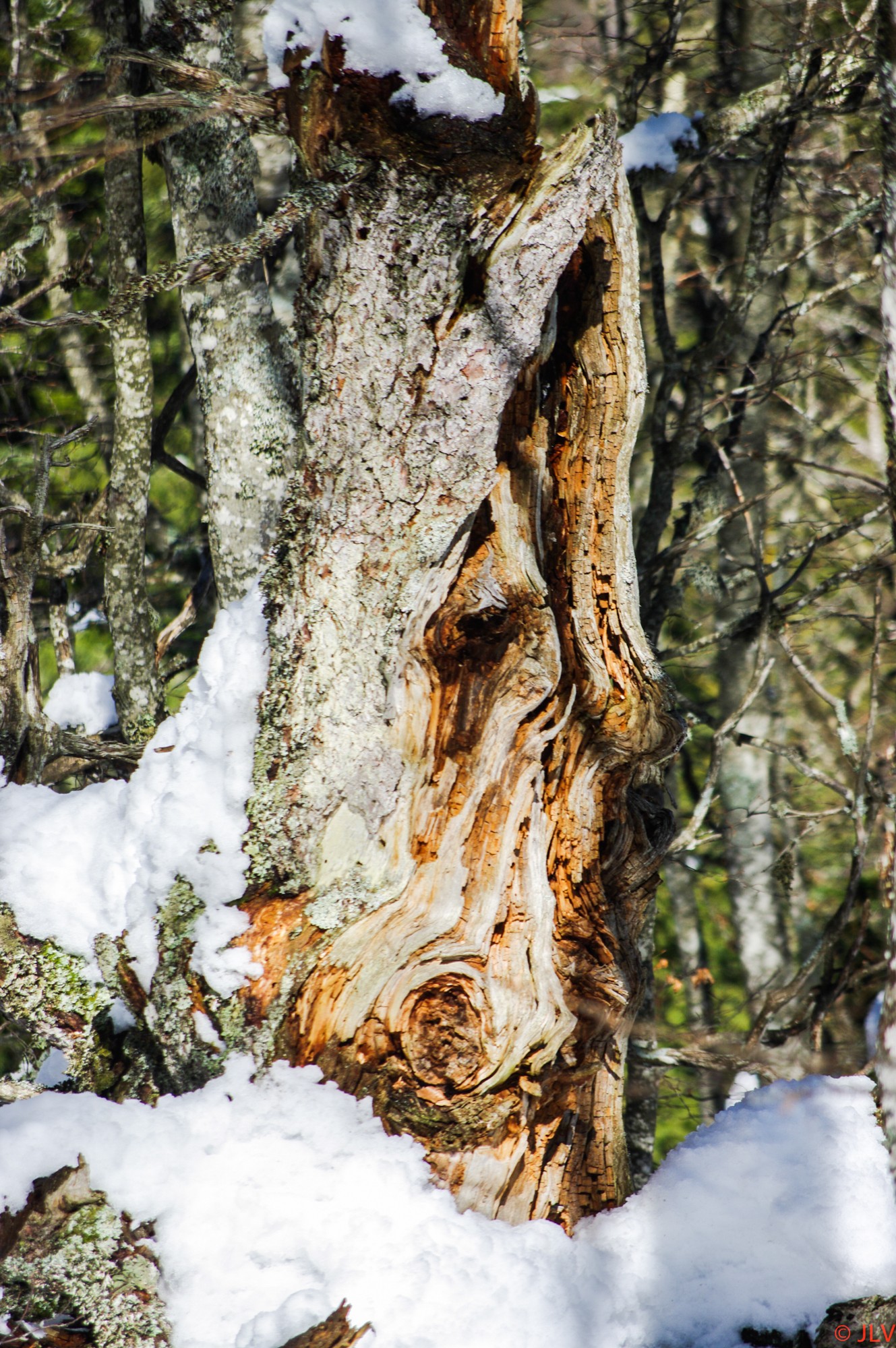 arbre en souffrance