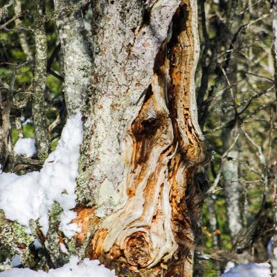 arbre en souffrance