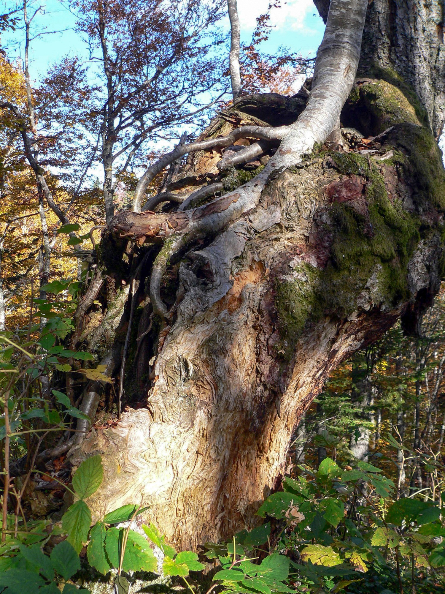 arbre porteur d'arbre