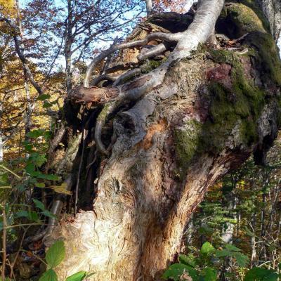 arbre porteur d'arbre