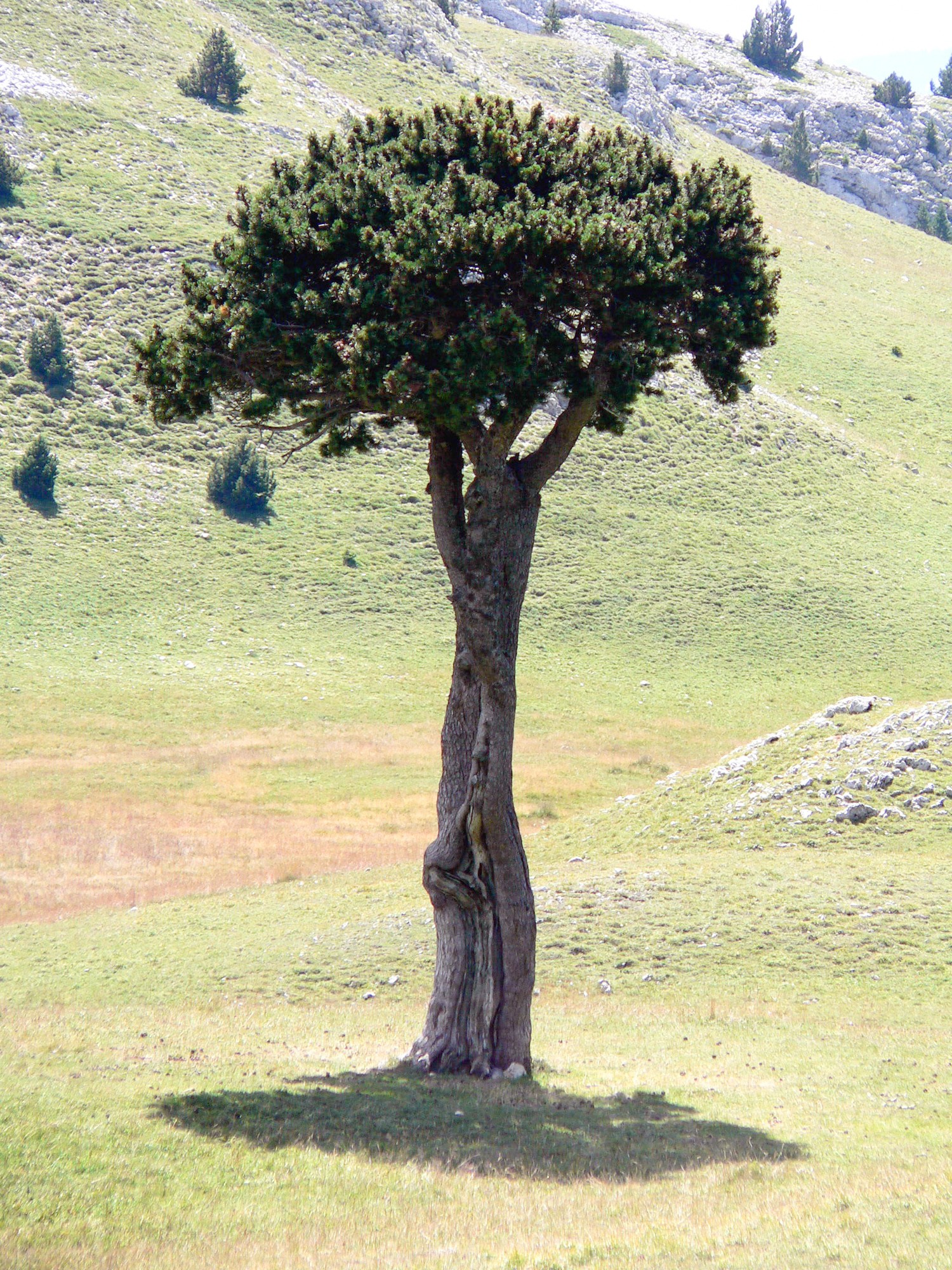 arbre queyrie