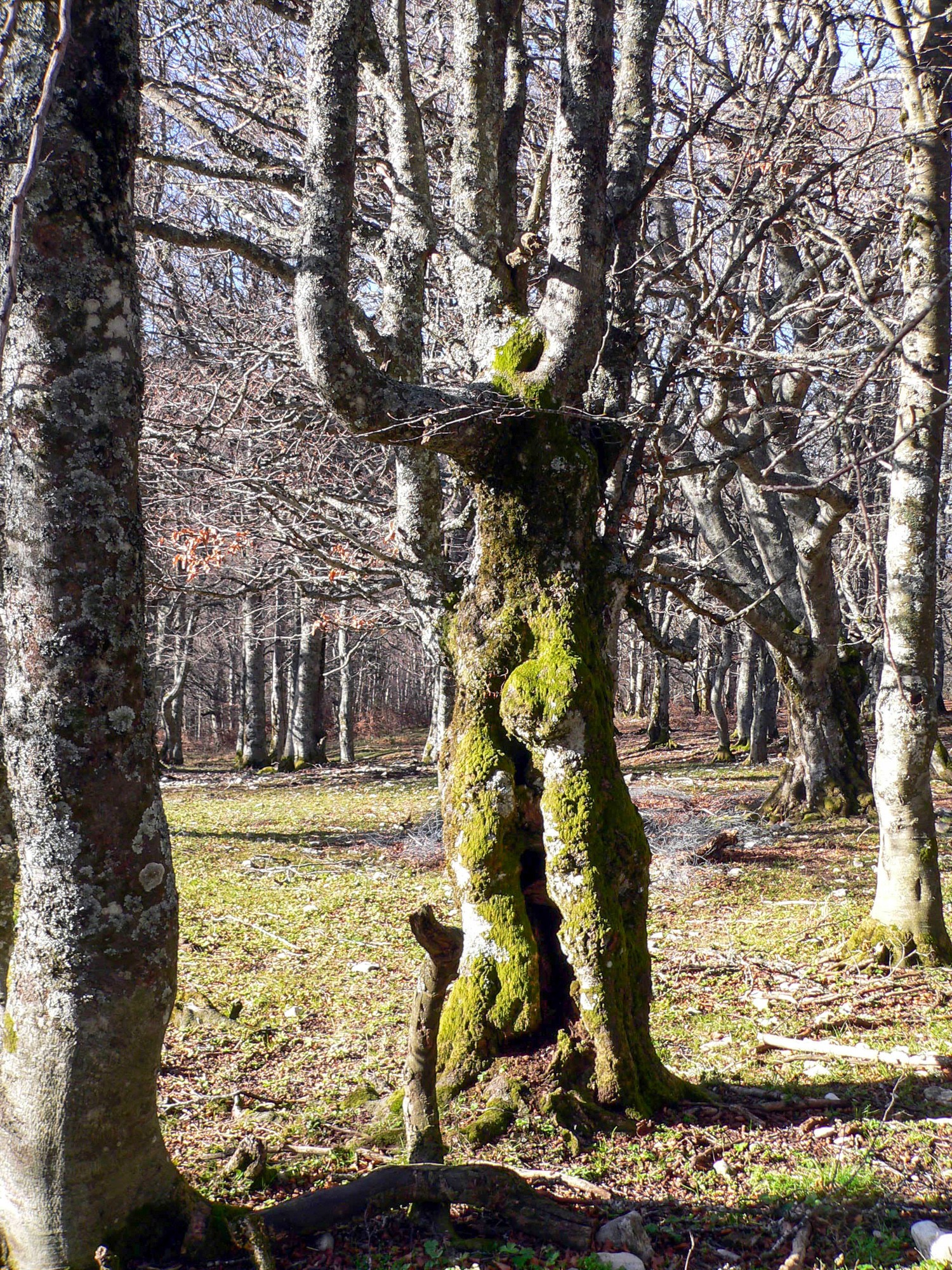 arbre tordu