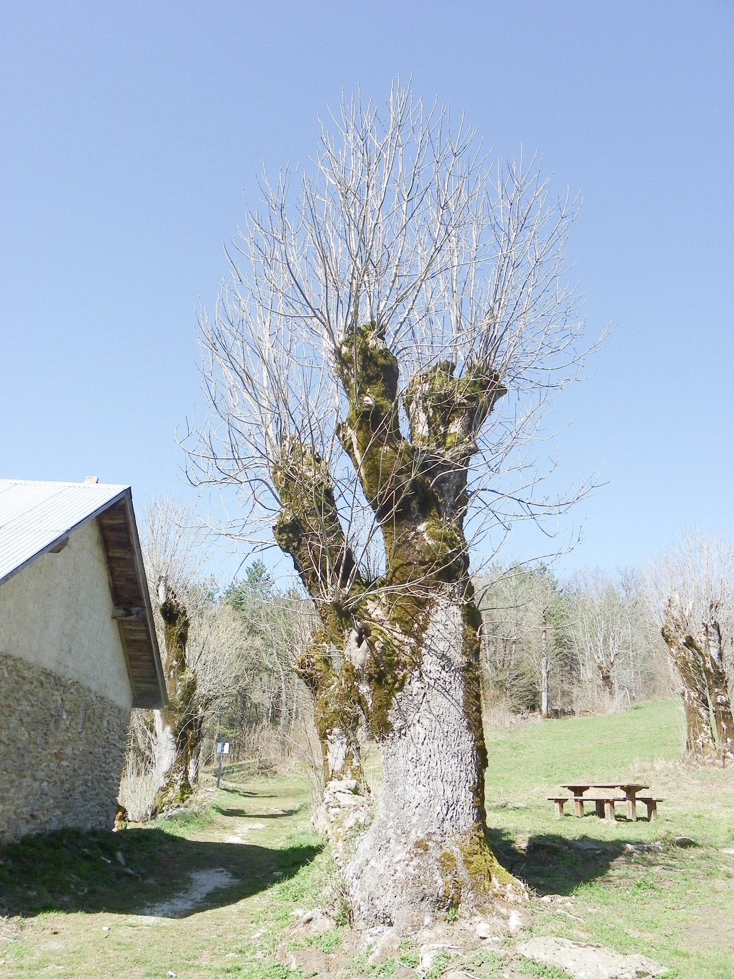 arbres goulandiere