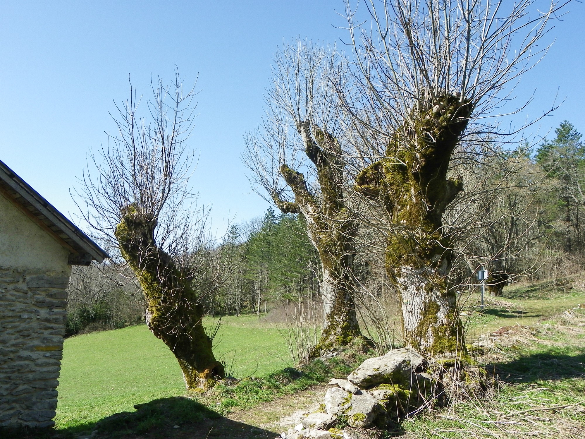 arbres goulandiere2