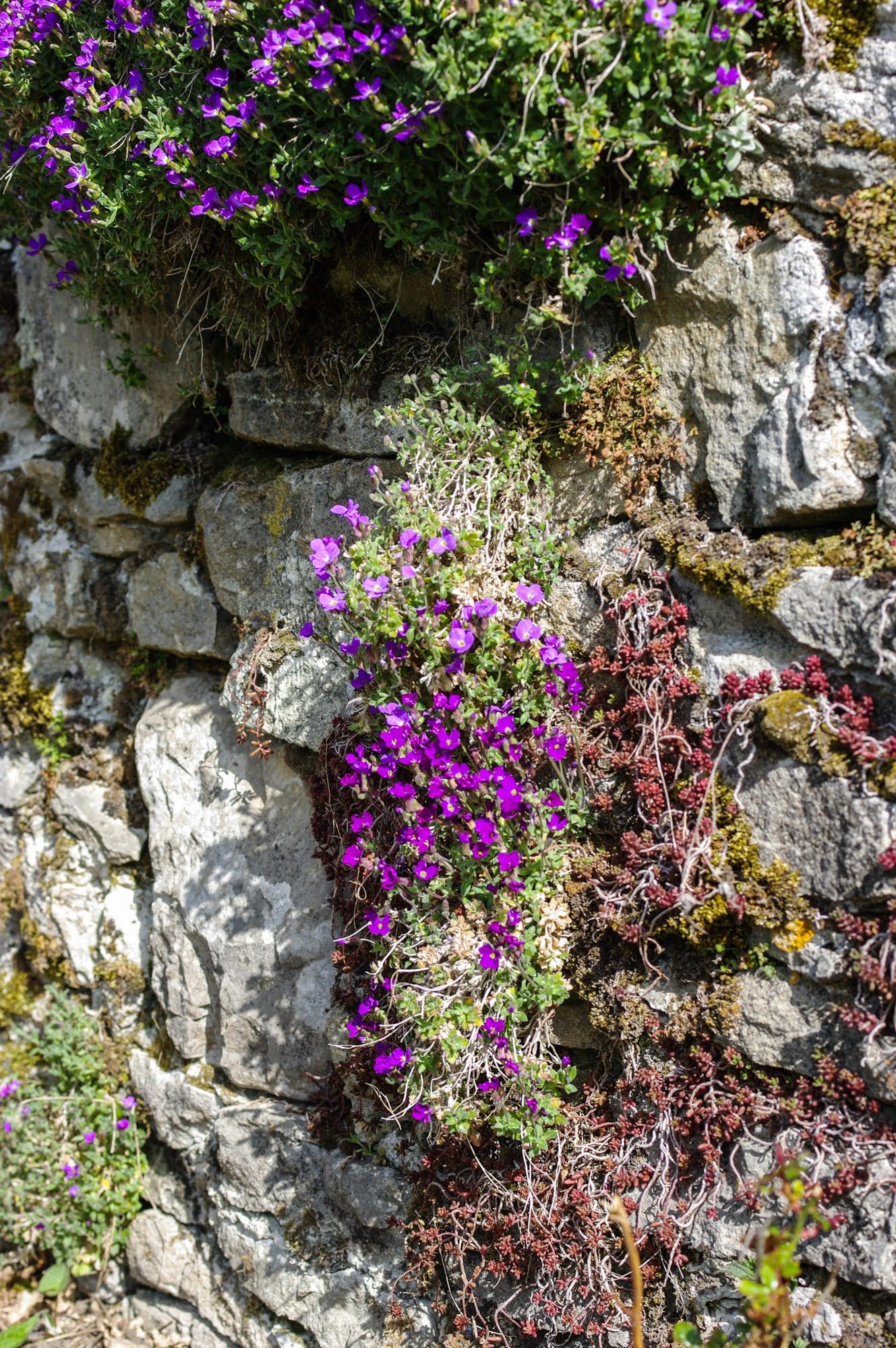 Jlv aubretia