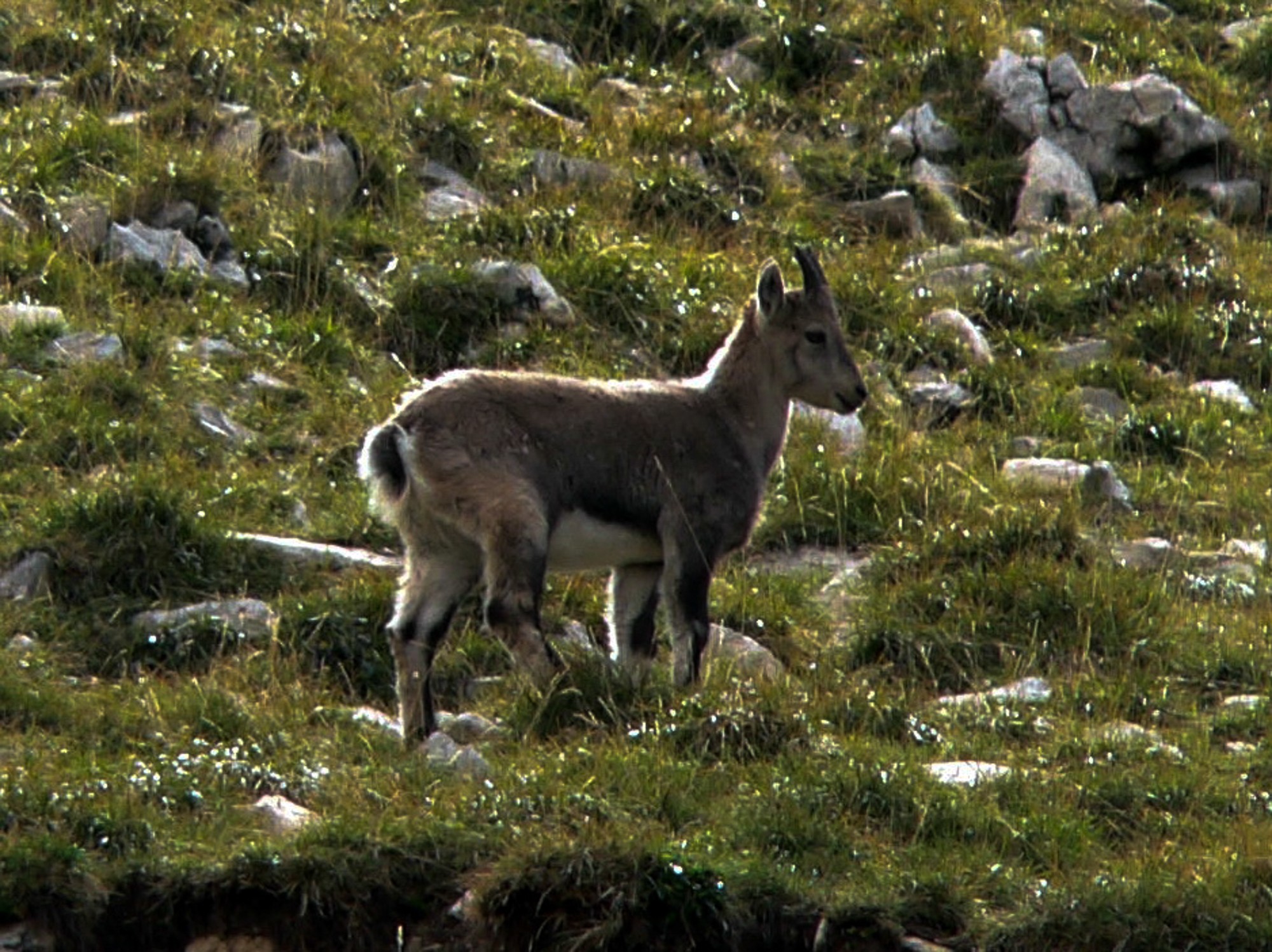 cabri à bériève