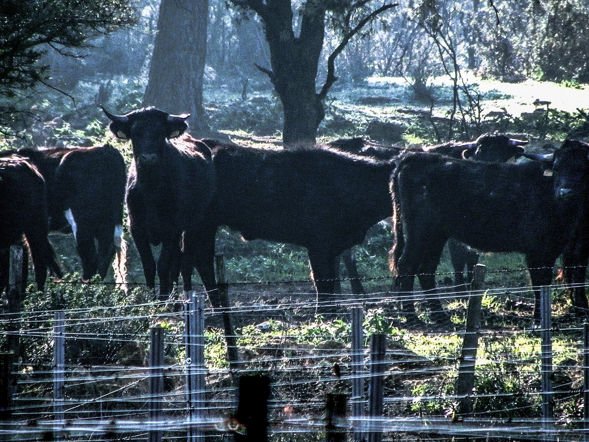 taureaux de camargue