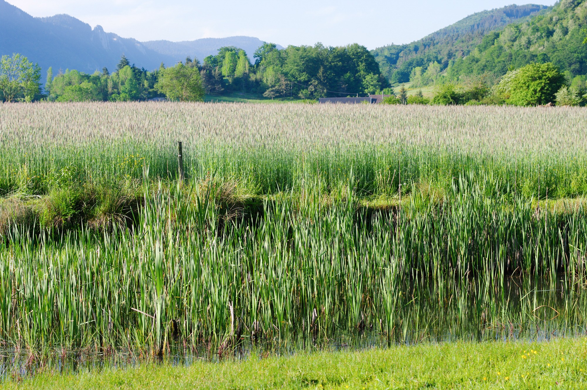 champ de céréales et étang