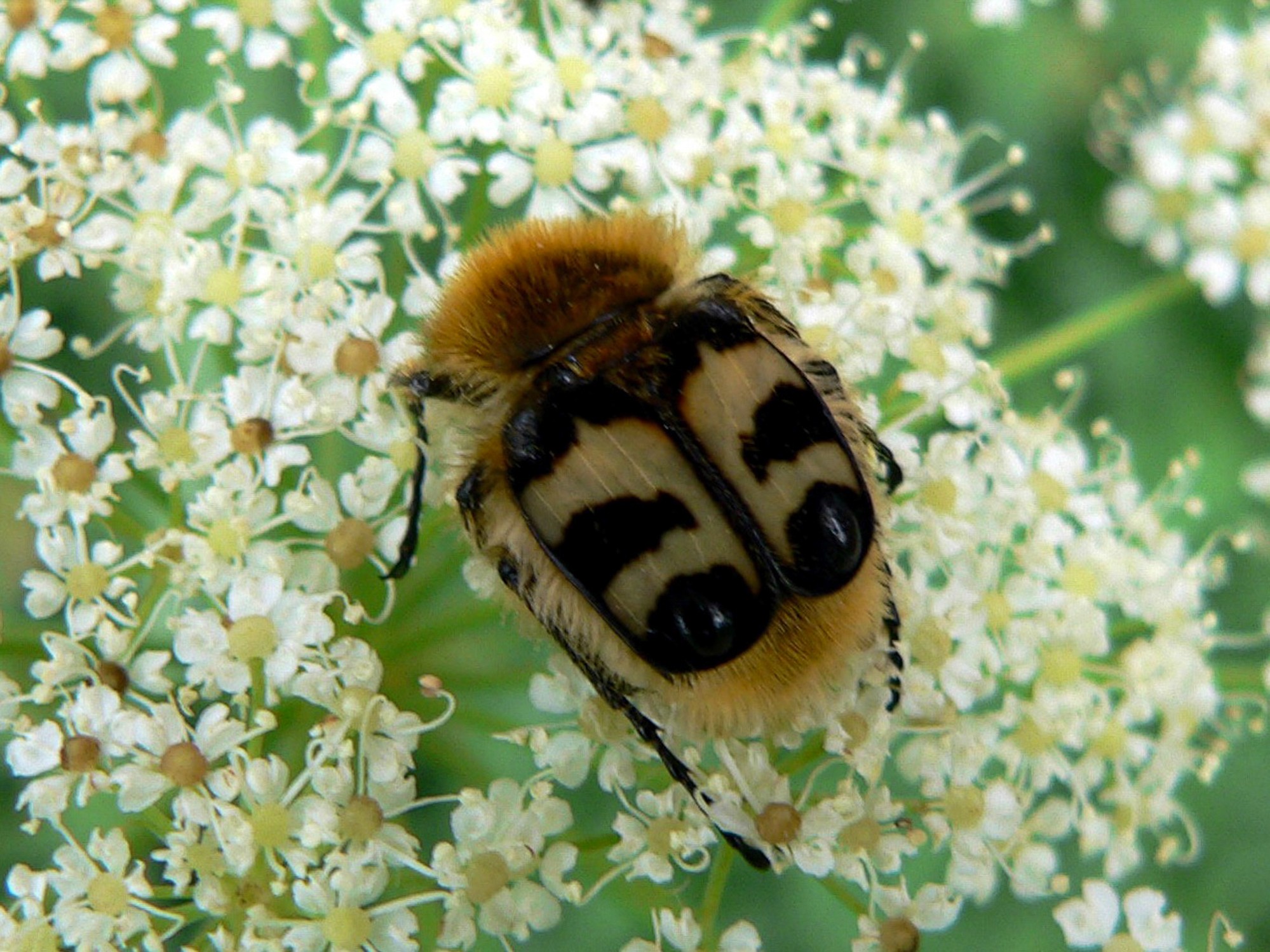 cétoine trichius rosaceus