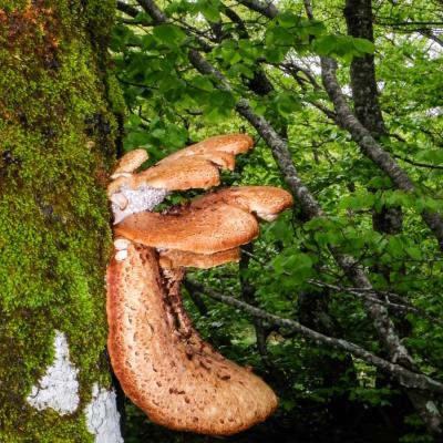 champignons sur arbre