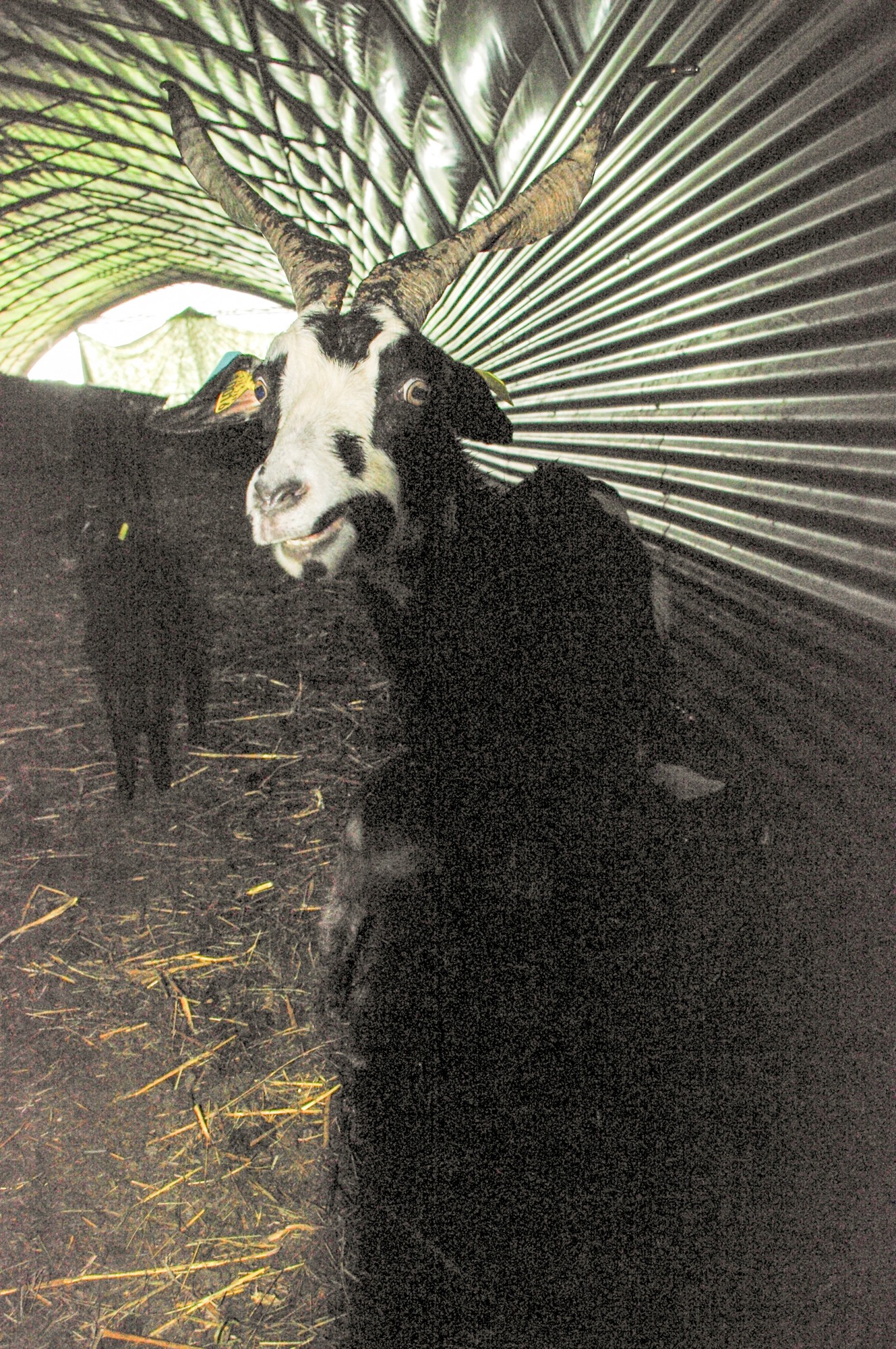 chèvre dans le tunnel