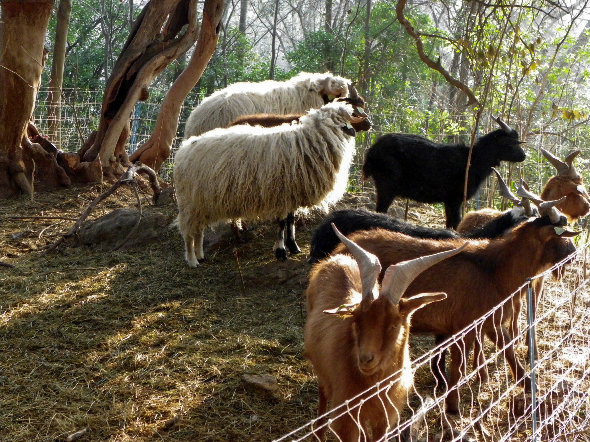 chèvres rove et moutons thone et marthod
