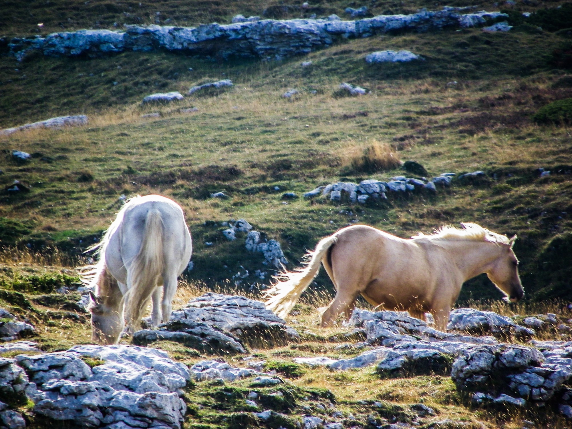 chevaux du montuet