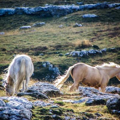 chevaux du montuet