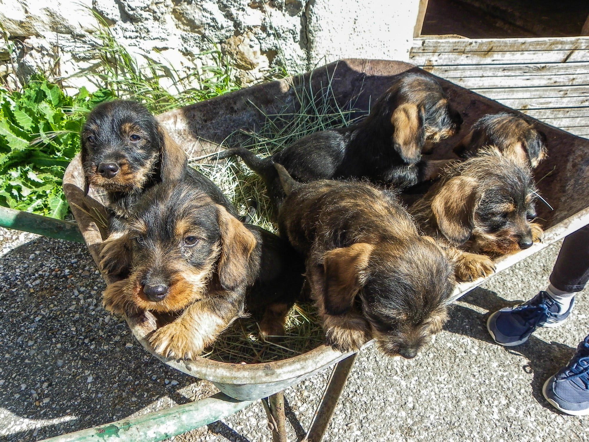 chiot chez mon voisin