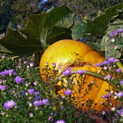 courge