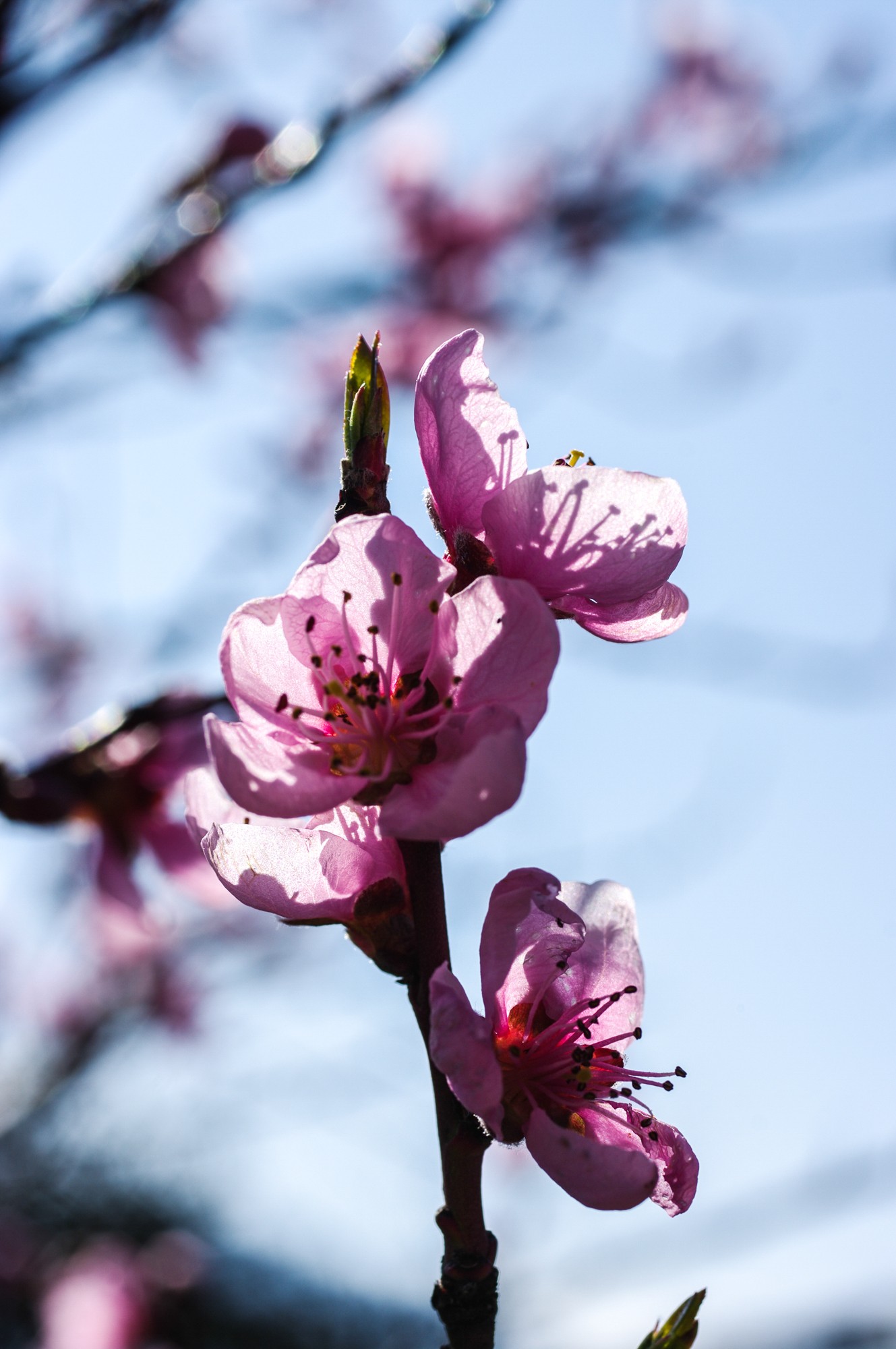 fleurs du pecher