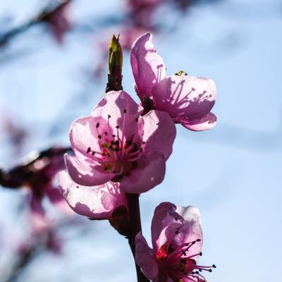 fleurs du pecher