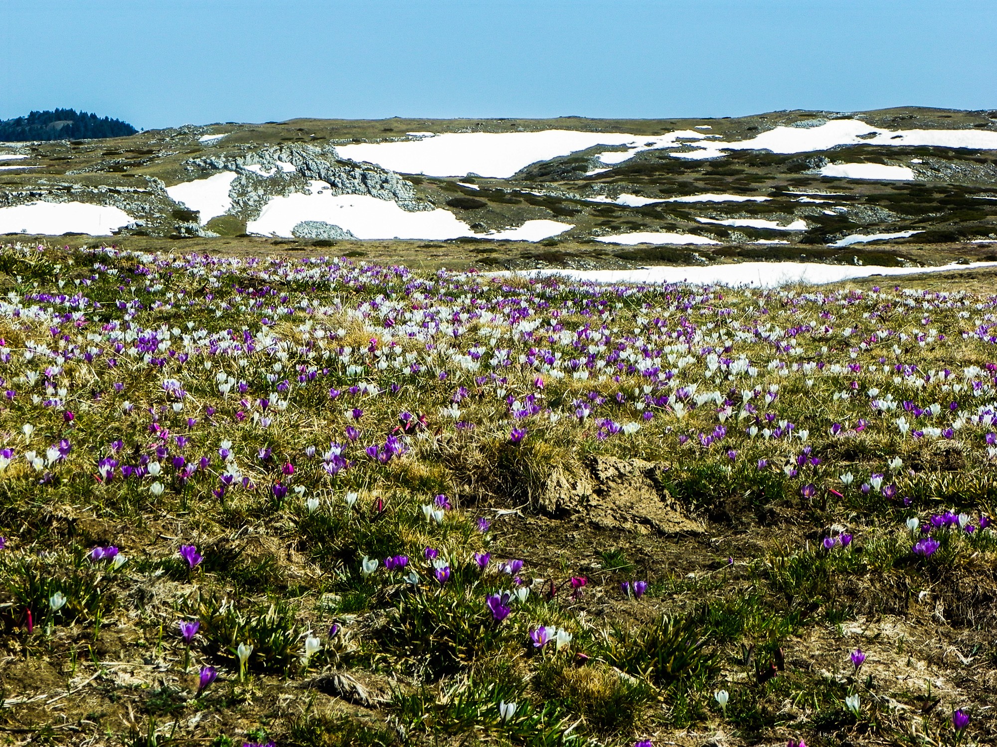 floraison à font d'urle