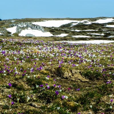 floraison à font d'urle