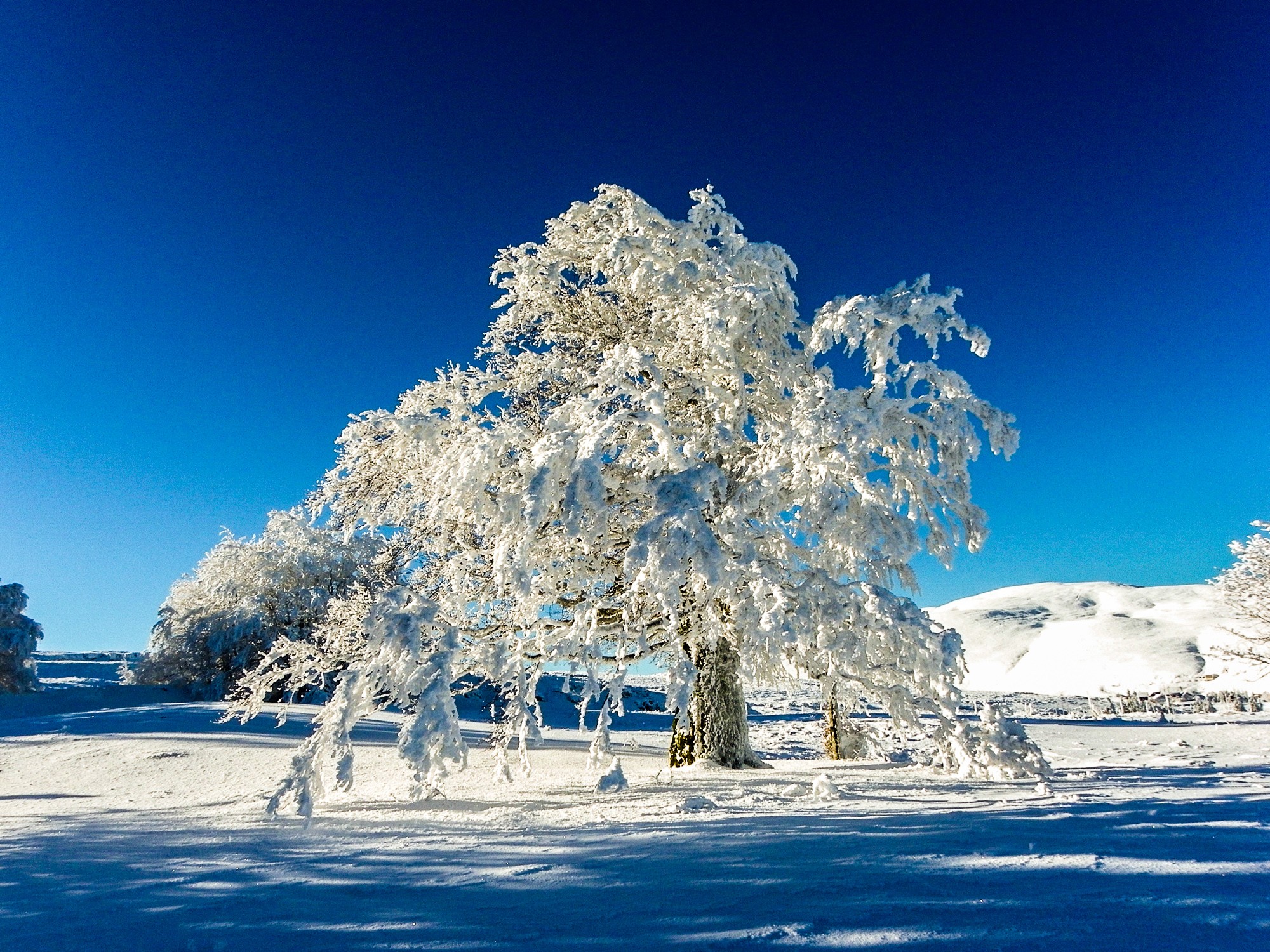 floraison hivernale 1