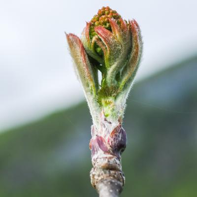 bourgeon de sorbier se déconfinant