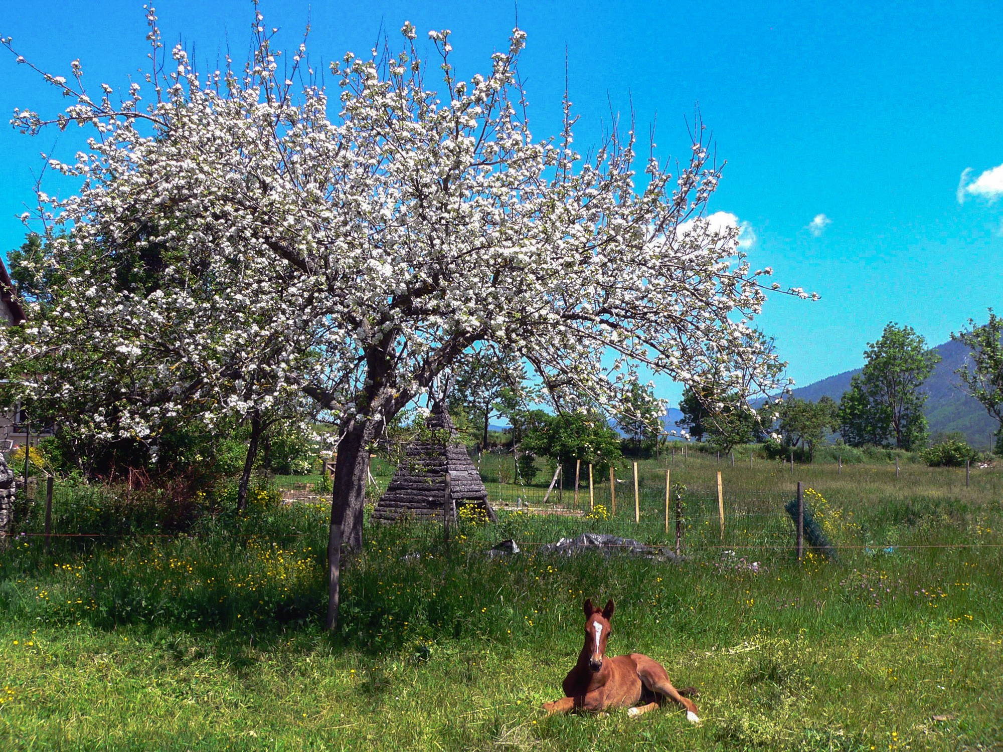 le bonheur est dans le pré