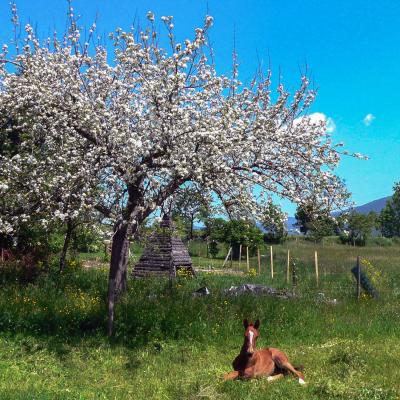 le bonheur est dans le pré