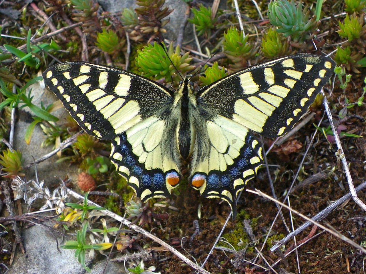 Jlv machaon