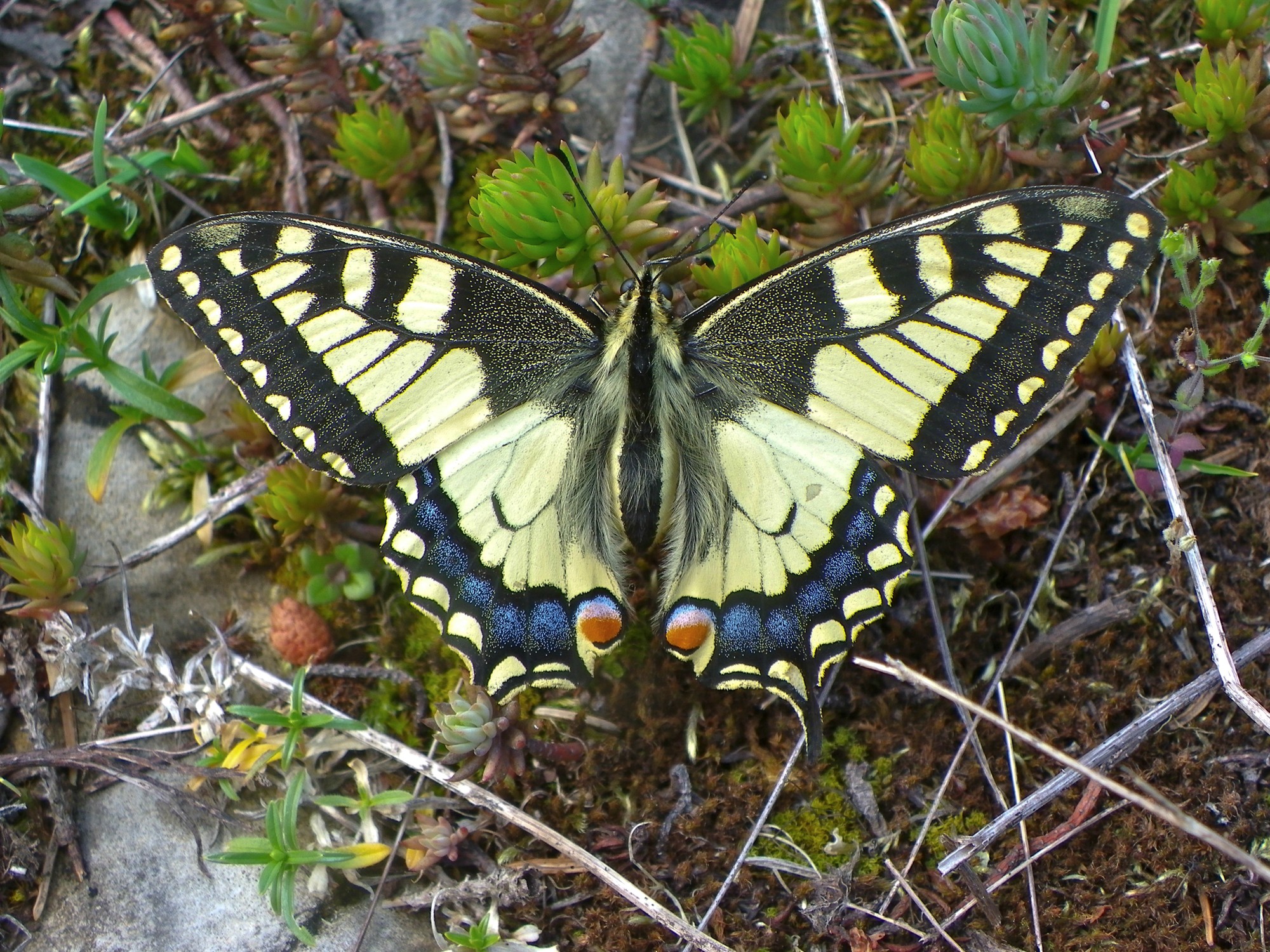 machaon