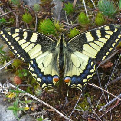 machaon