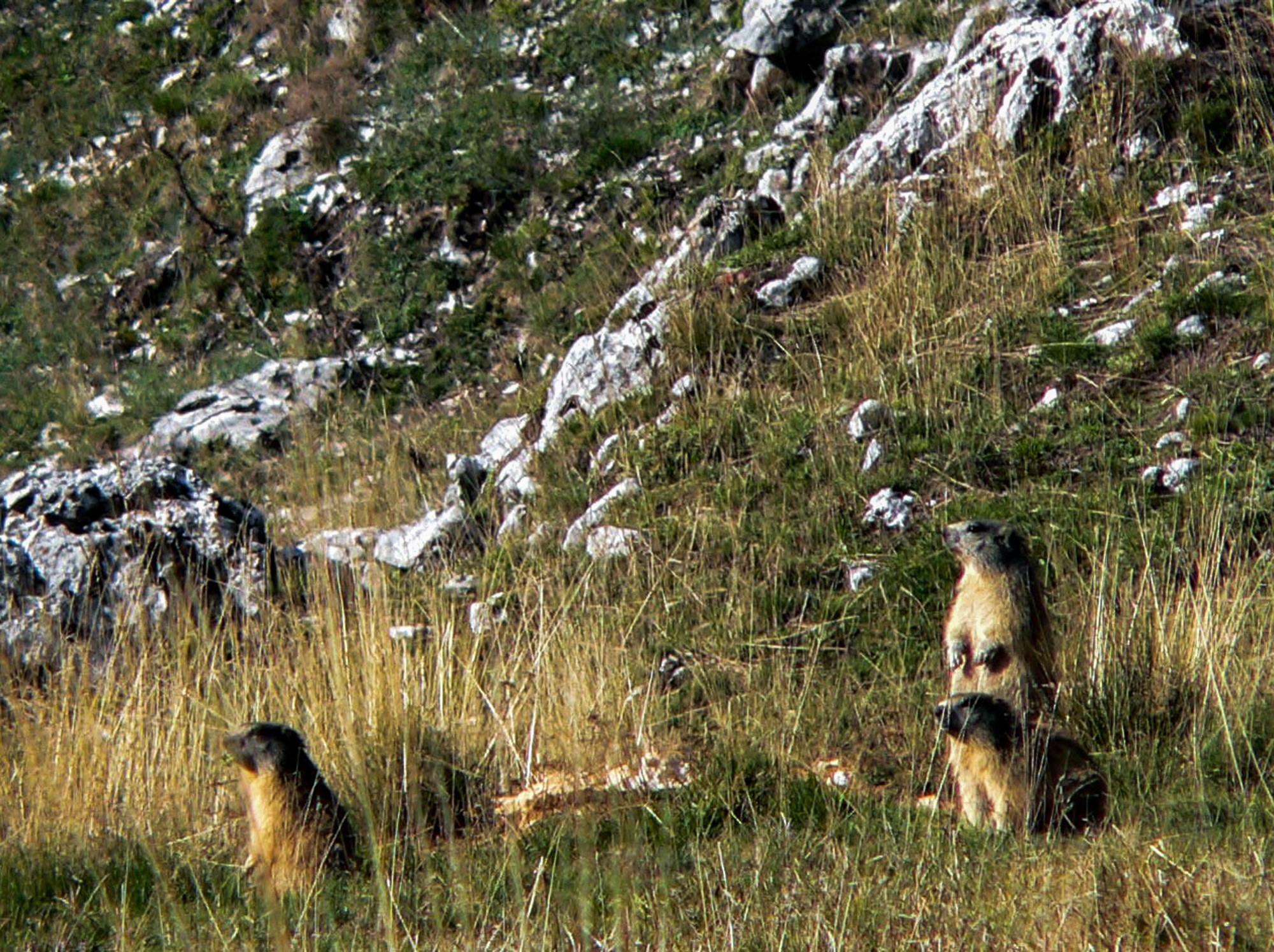 marmottes a d herbounouze