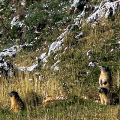 marmottes a d herbounouze