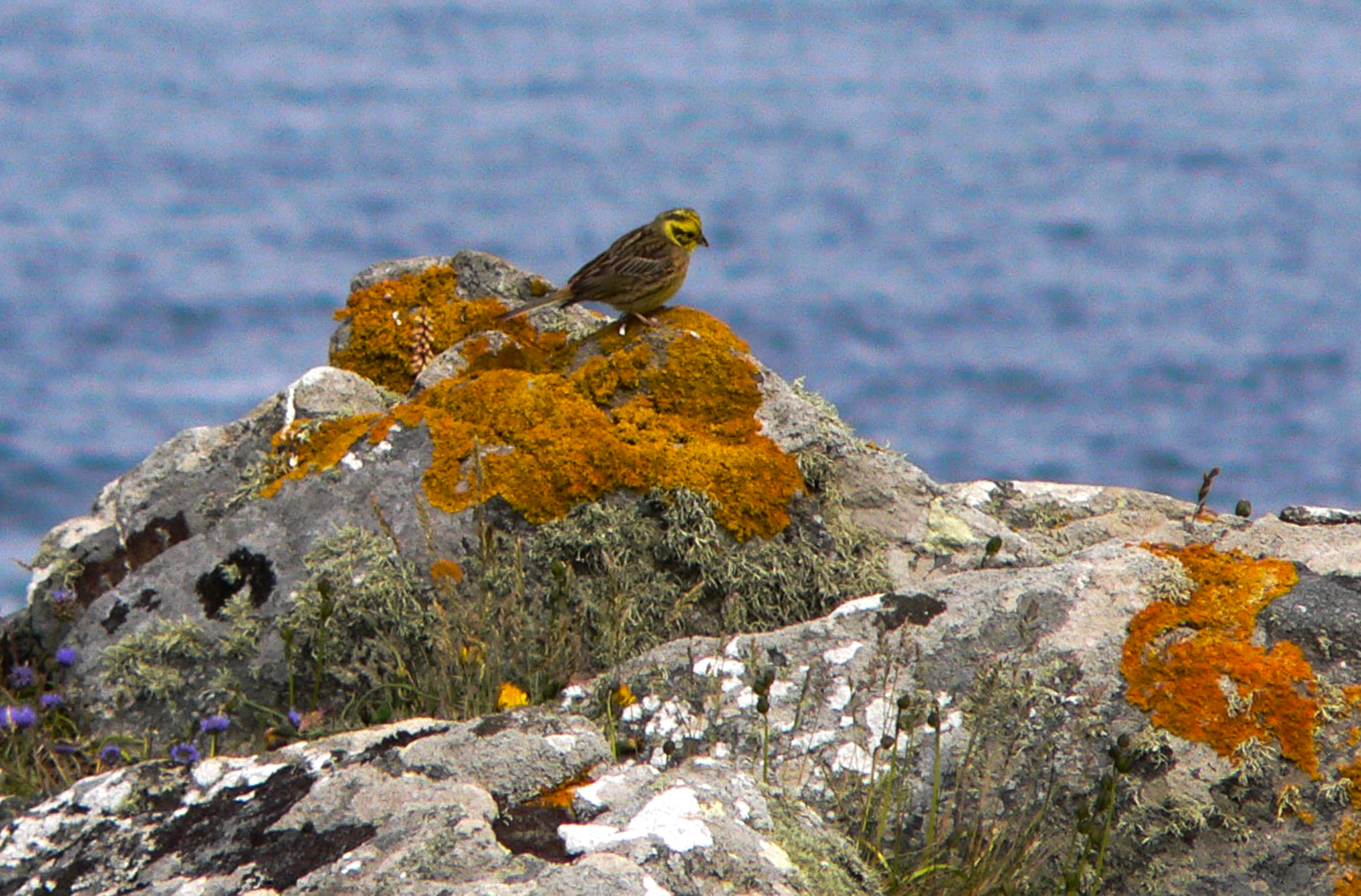 Mousse & lichen