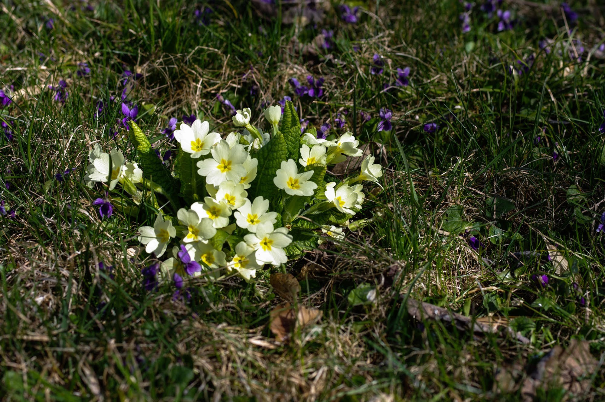 Jlv primeveres et violettes