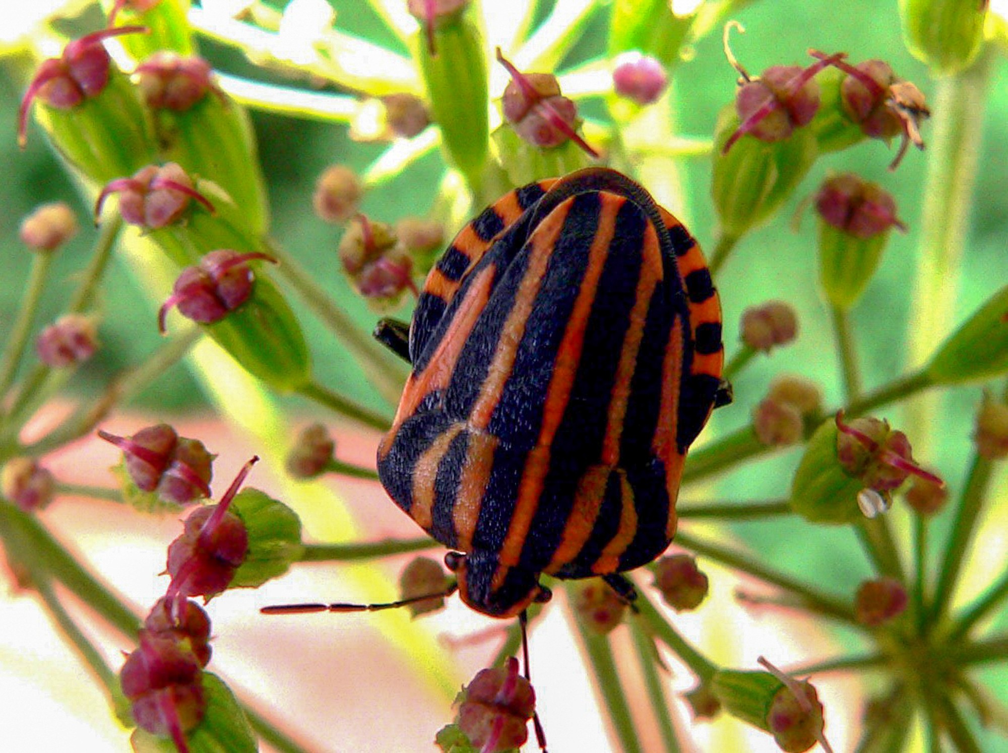 punaise arlequin