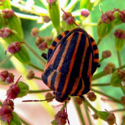 punaise arlequin