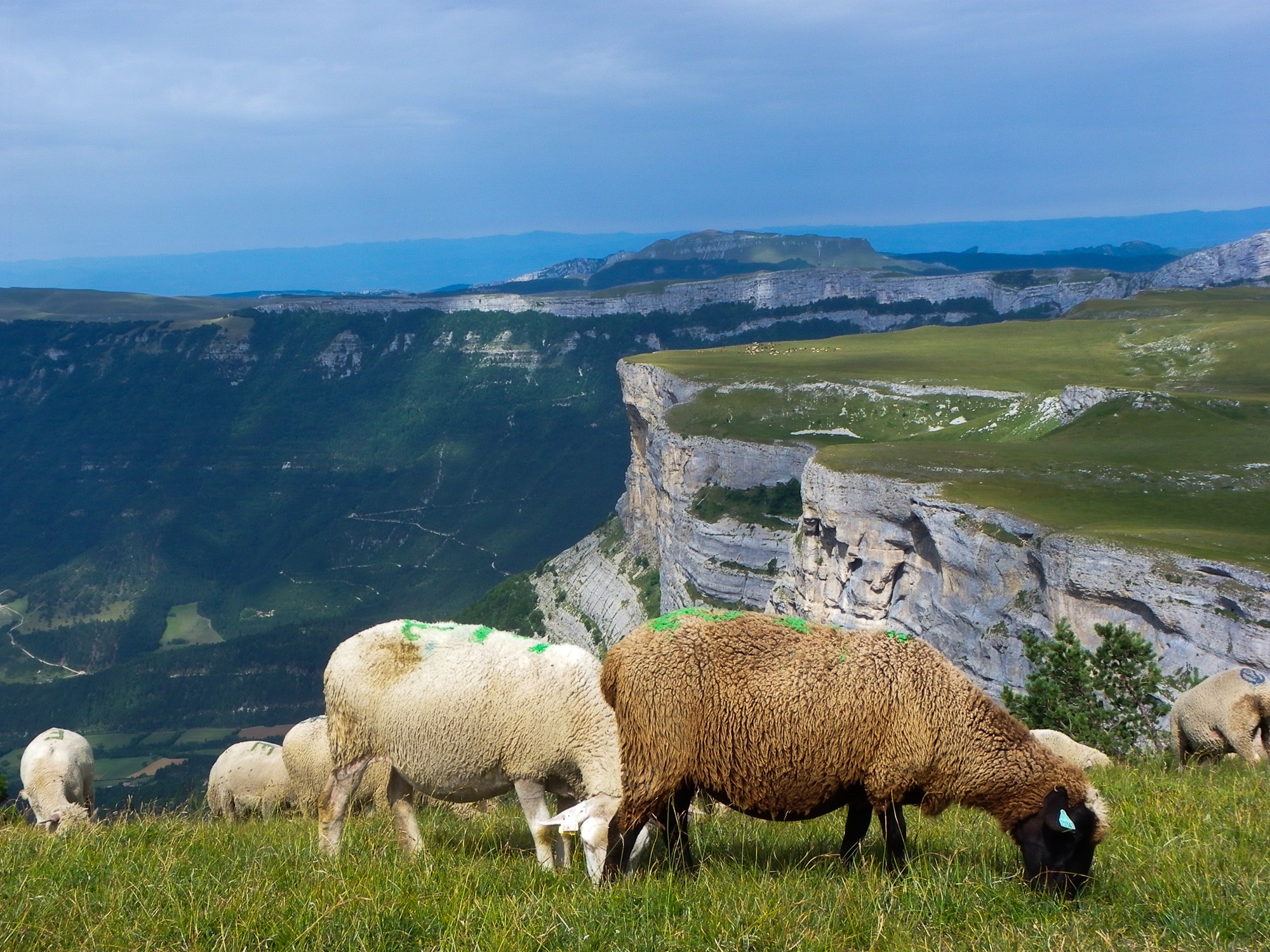 moutons au puy des gagères