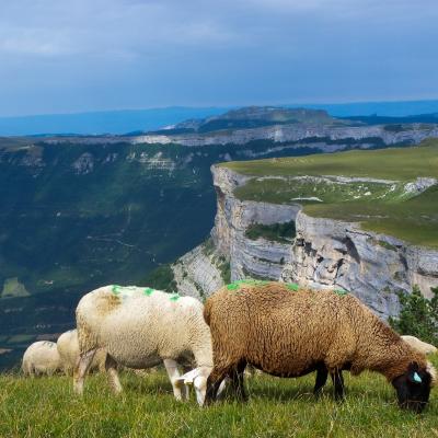 moutons au puy des gagères