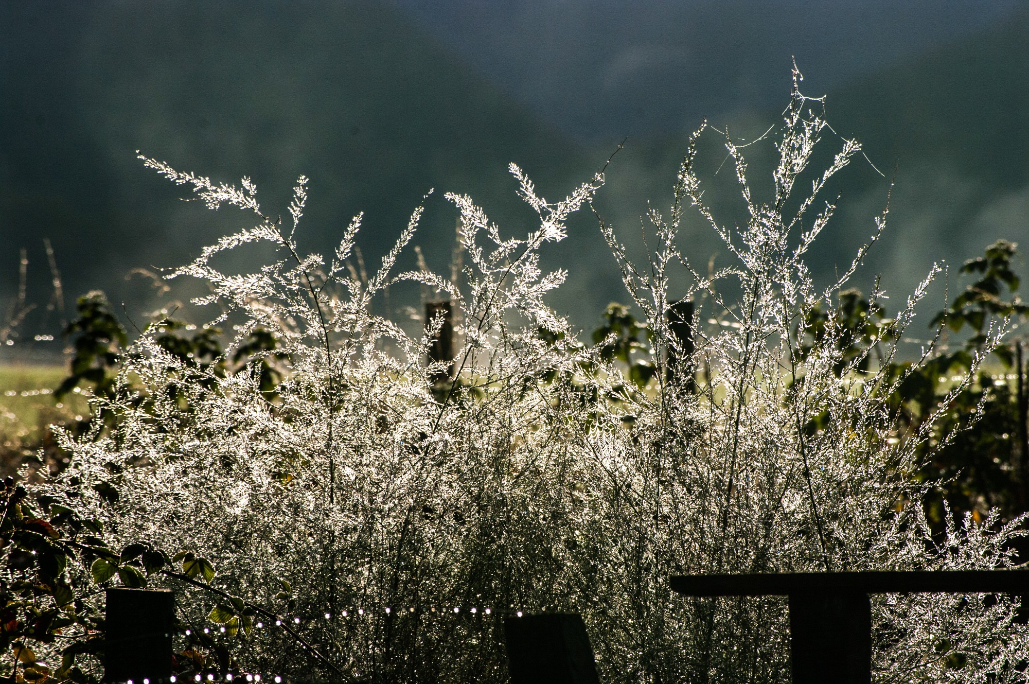 rosée du matin