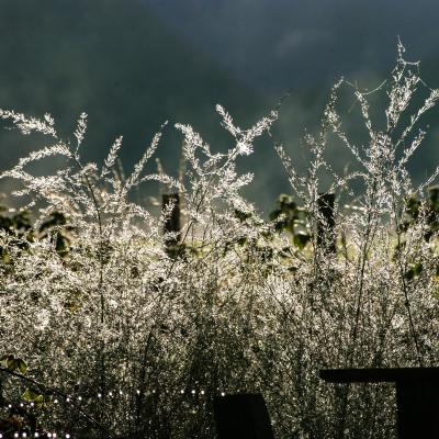 rosée du matin