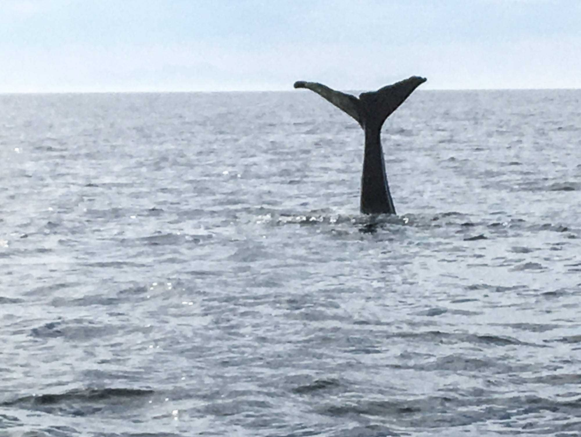 baleine en plongée