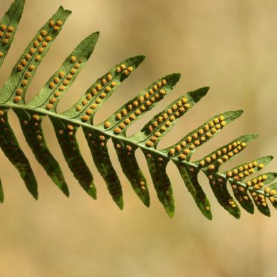 Josiane r 069a7524 redimensionner