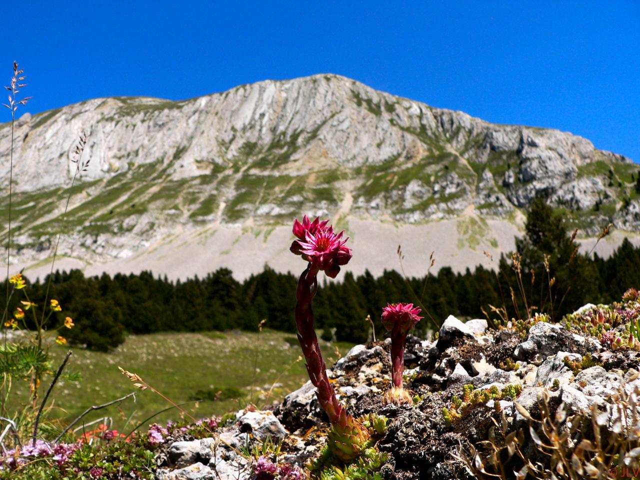 joubarbe et grand Veymont